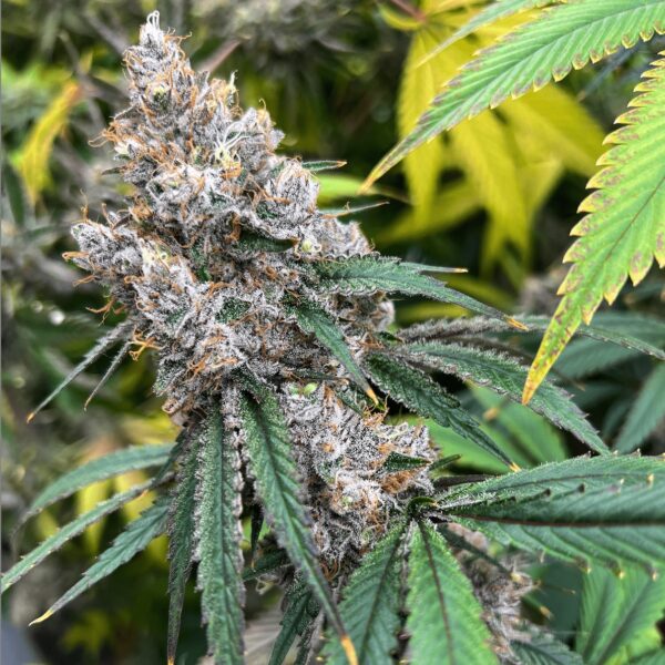 Grape Cake Head #19