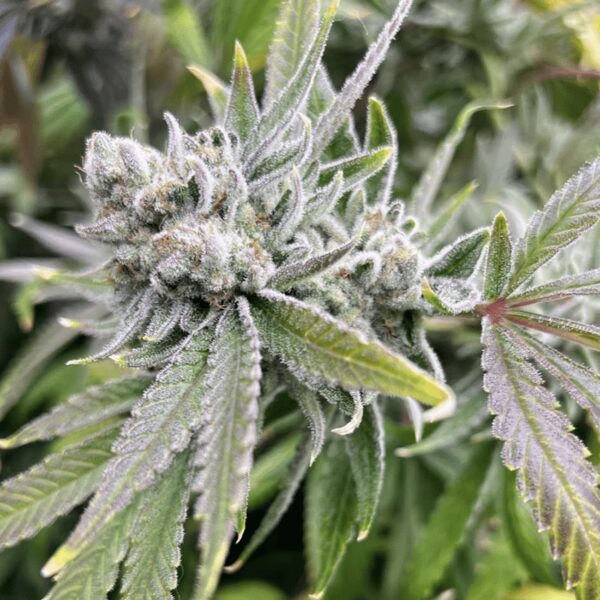 Grease Monkey