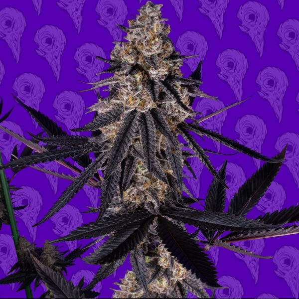 Dirty Mimosa *White Cap Cut