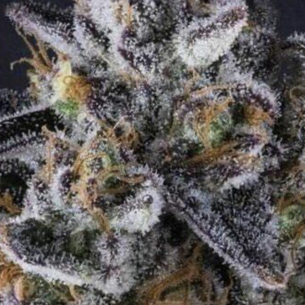 Elmo's Lime Queen *Key Lime Pie Cut