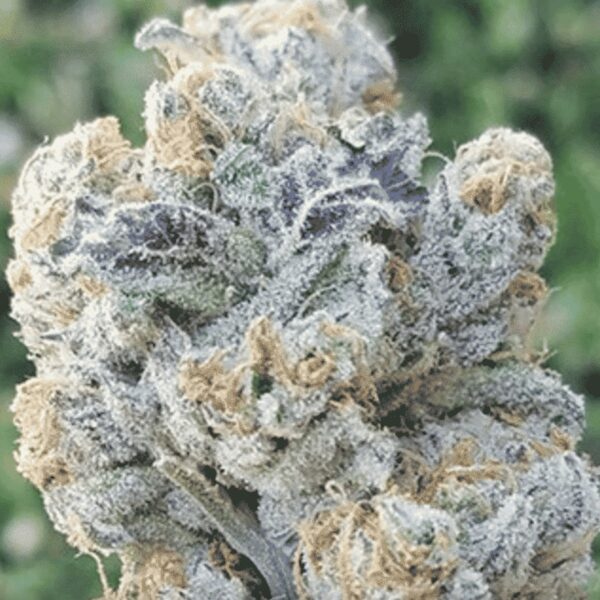 Slurricane #7 S1