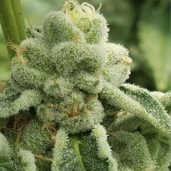 Trainwreck - Arcata Cut