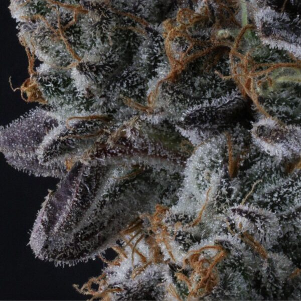 Unicorn Poop s1