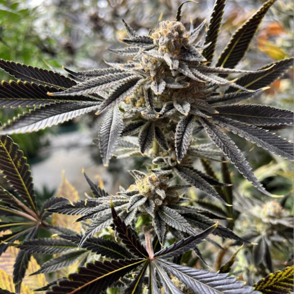 The Brunch F2 *Green Apple cut
