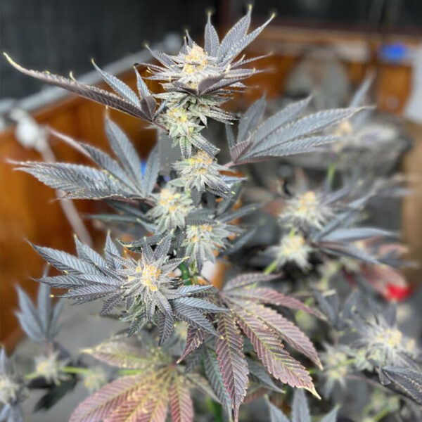 The Brunch F2 *Purple Stunner cut