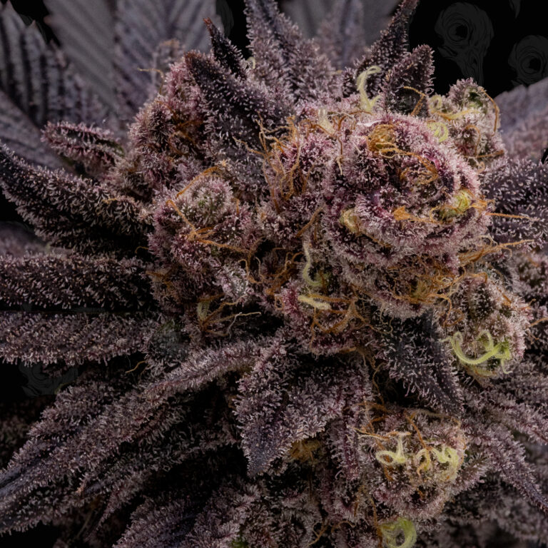 profile-black-phoenix