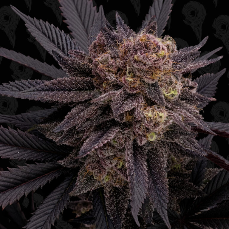 profile-black-phoenix