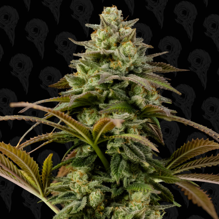 profile-skunch