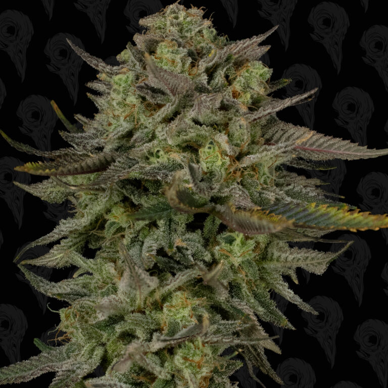 profile-sour-lime-haze