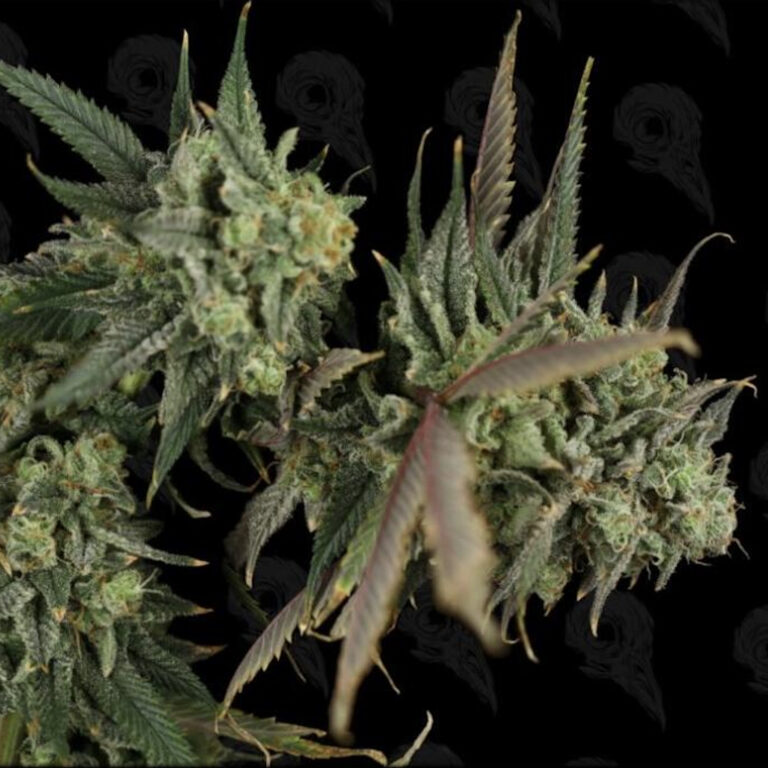 profile-sour-lime-haze