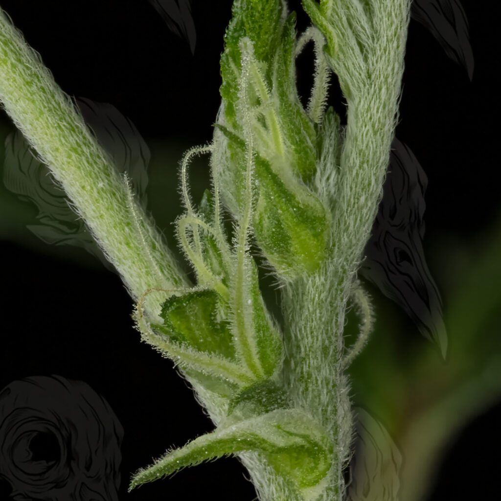 Cannabis Stigmas 