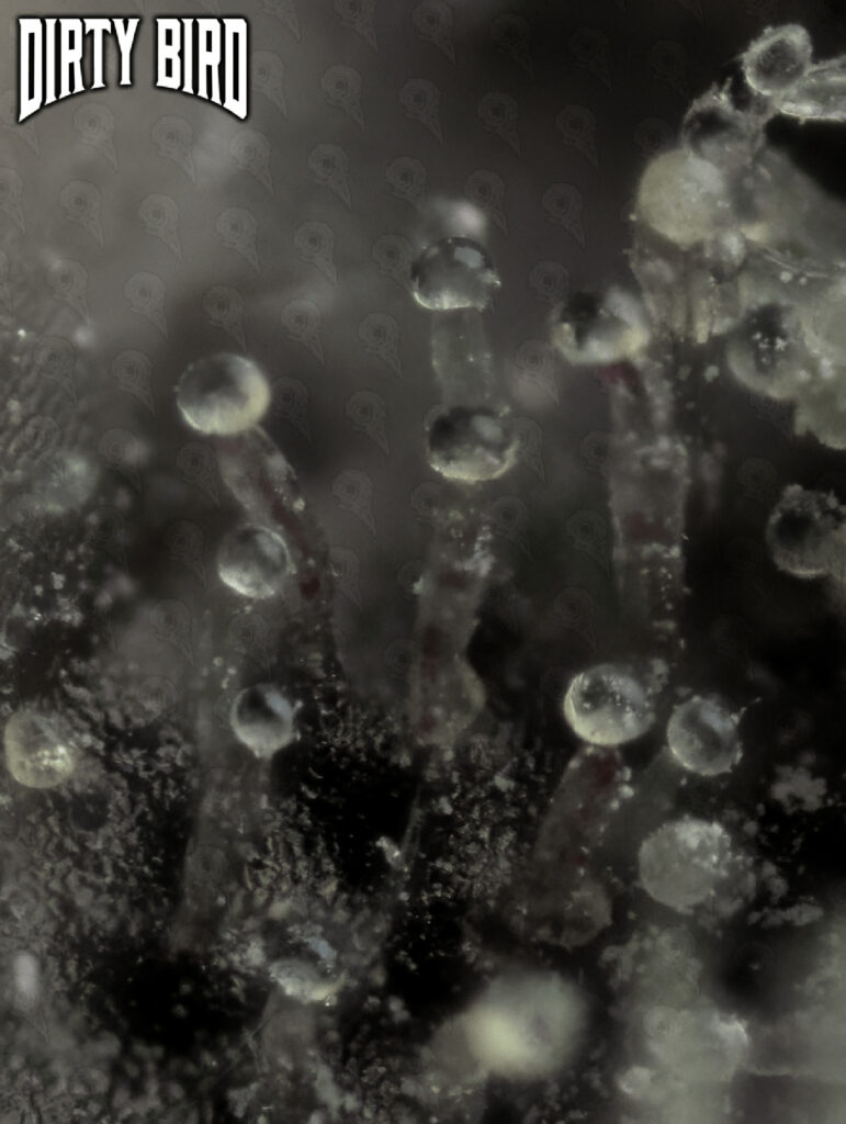 Cannabis Trichomes