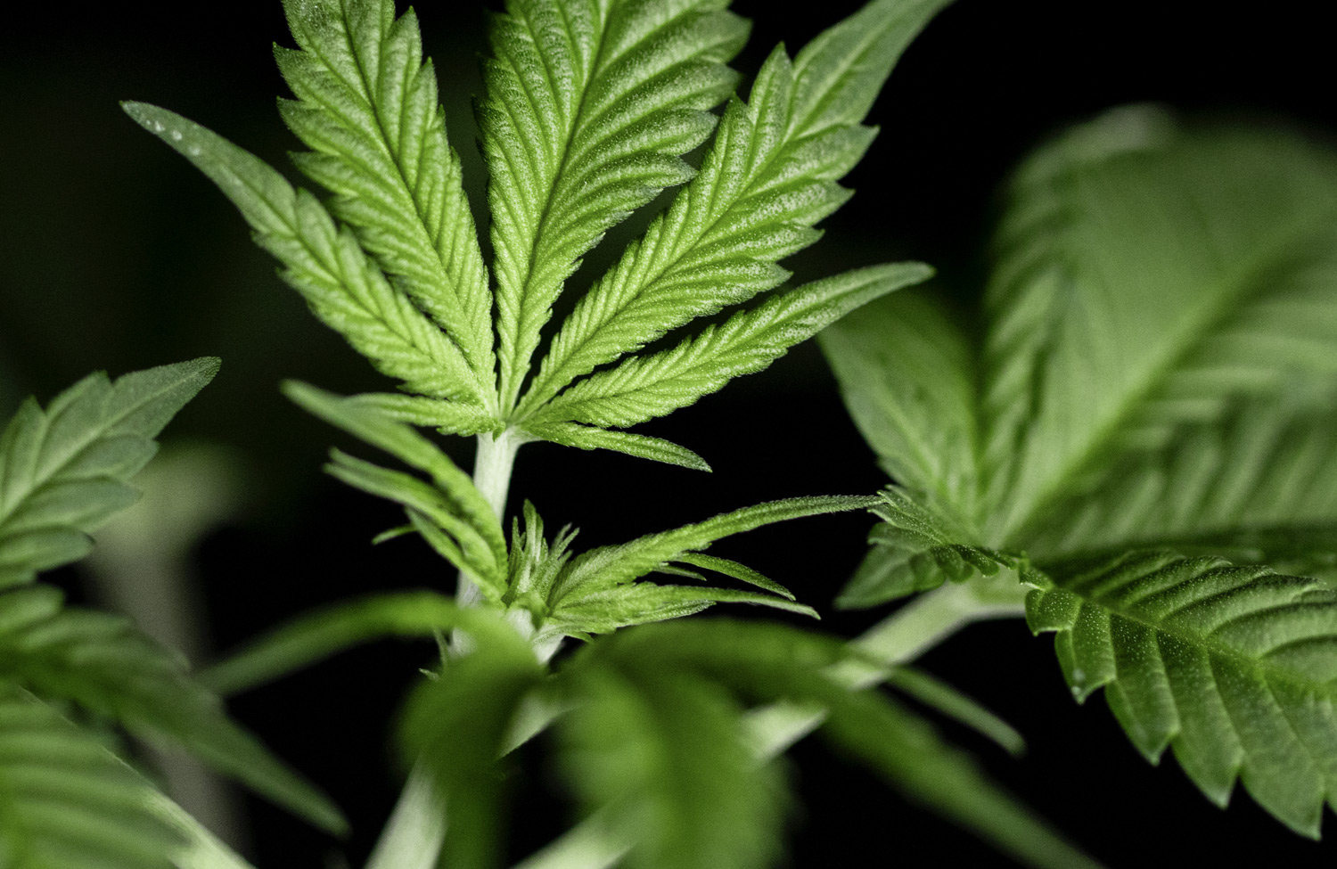 Translating Cannabis Labels - Maine Clone Company