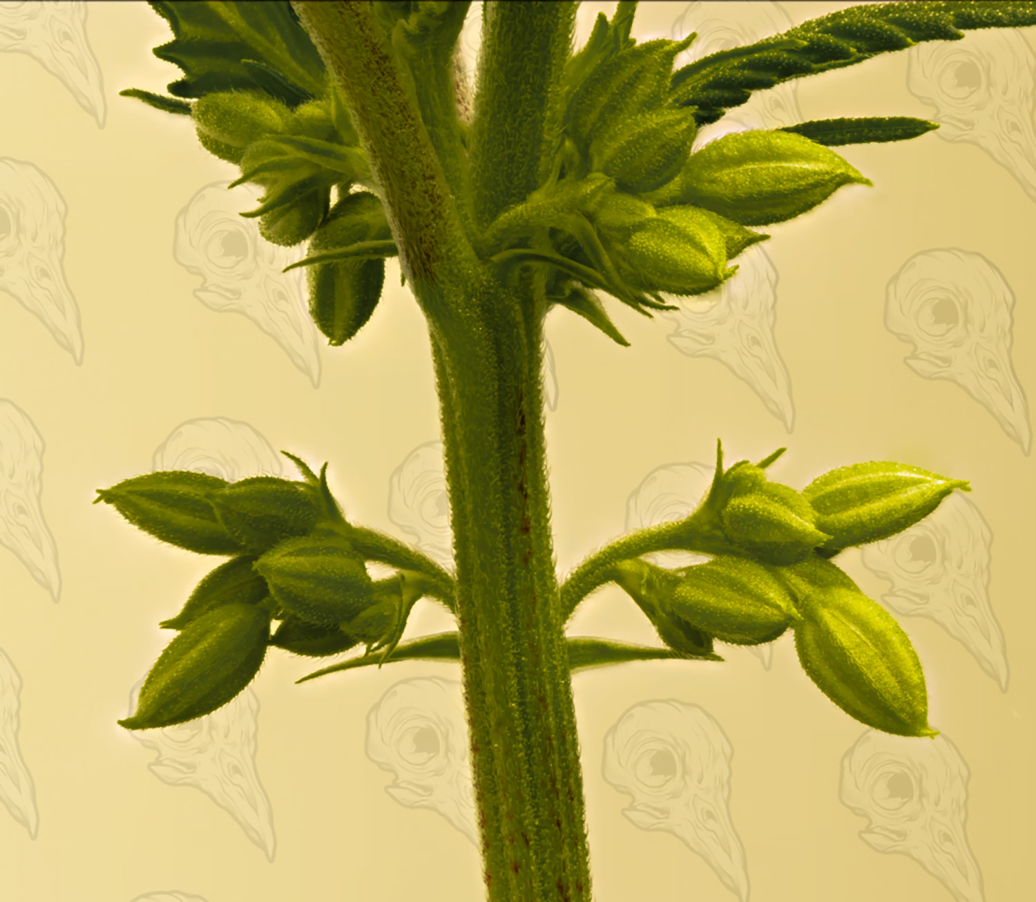 Cannabis Sex Male