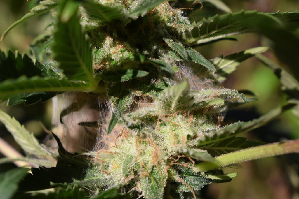 Cannabis Powdery Mildew Botrytis
