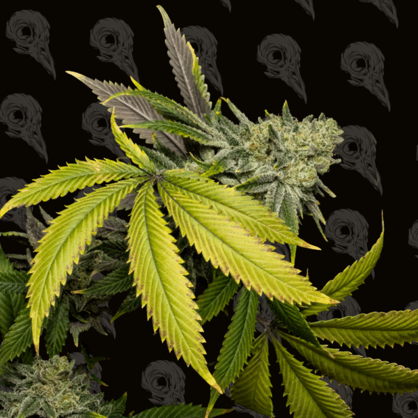 Necromancer's Kush