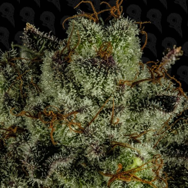 Brainstorm x Mimosa - Image 2