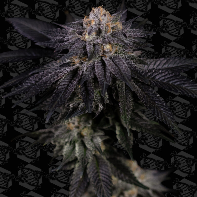 profile-cold-queso