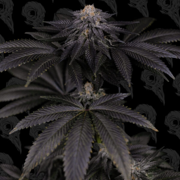 Cold Queso - Image 3