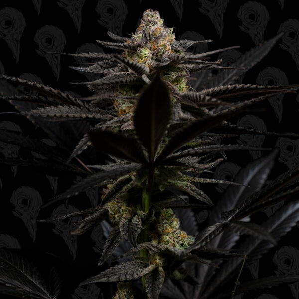 Dirty Mimosa Bx2 - Image 2