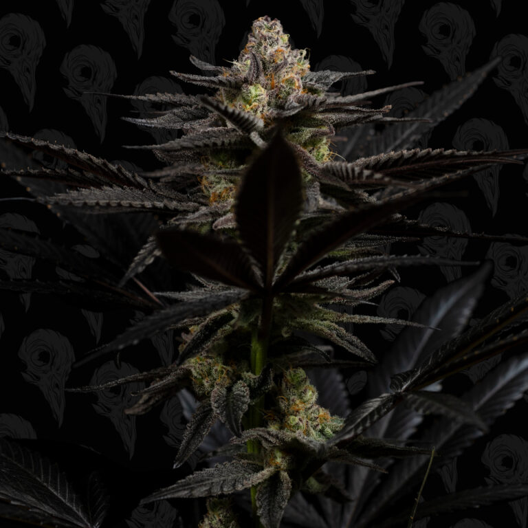 profile-dirty-mimosa-bx2