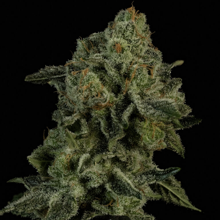profile-frosted-volcano
