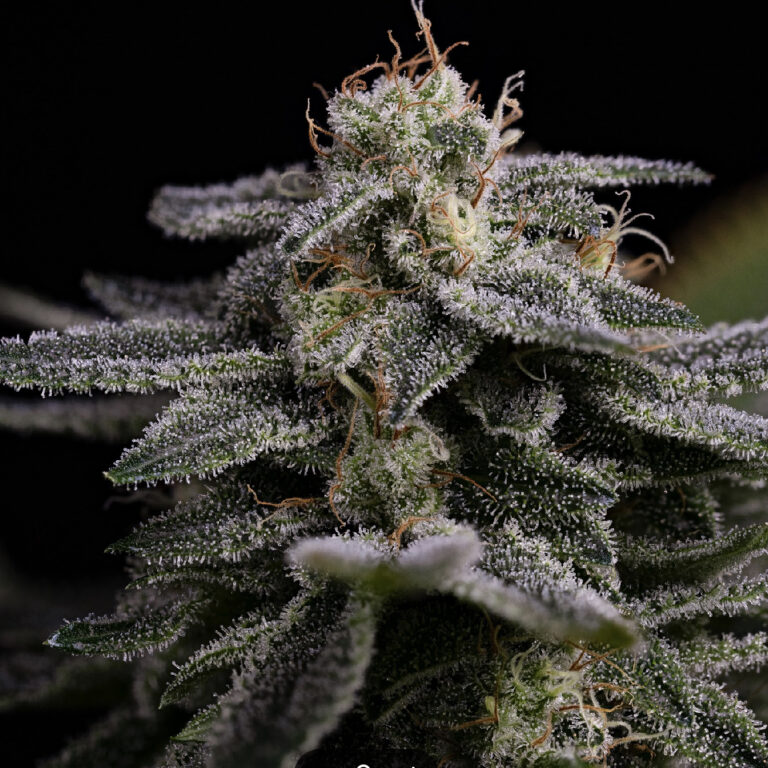 profile-hawaiian-skunch