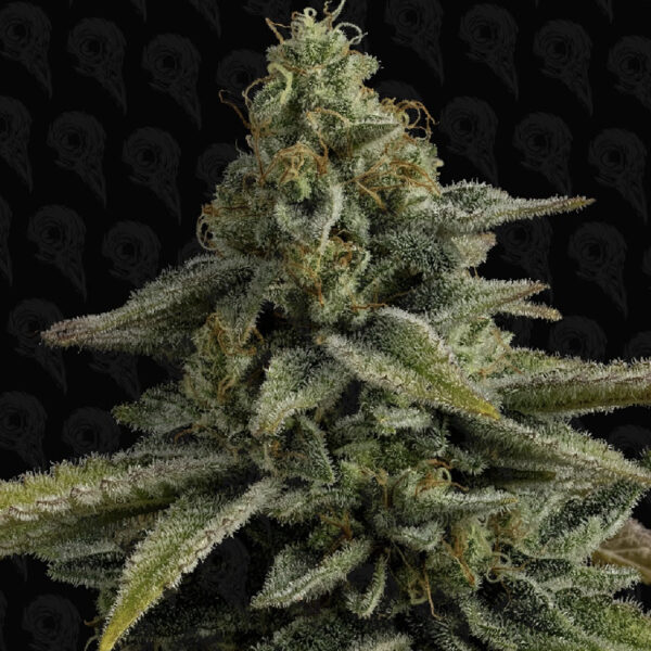 Pine Tree Kush #6 - Image 2
