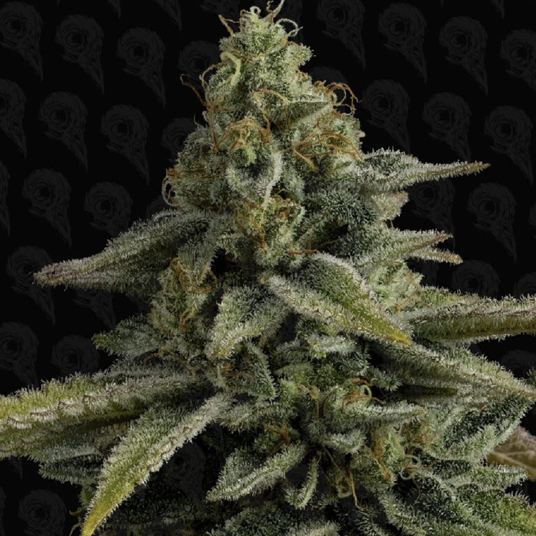profile-pine-tree-kush-6