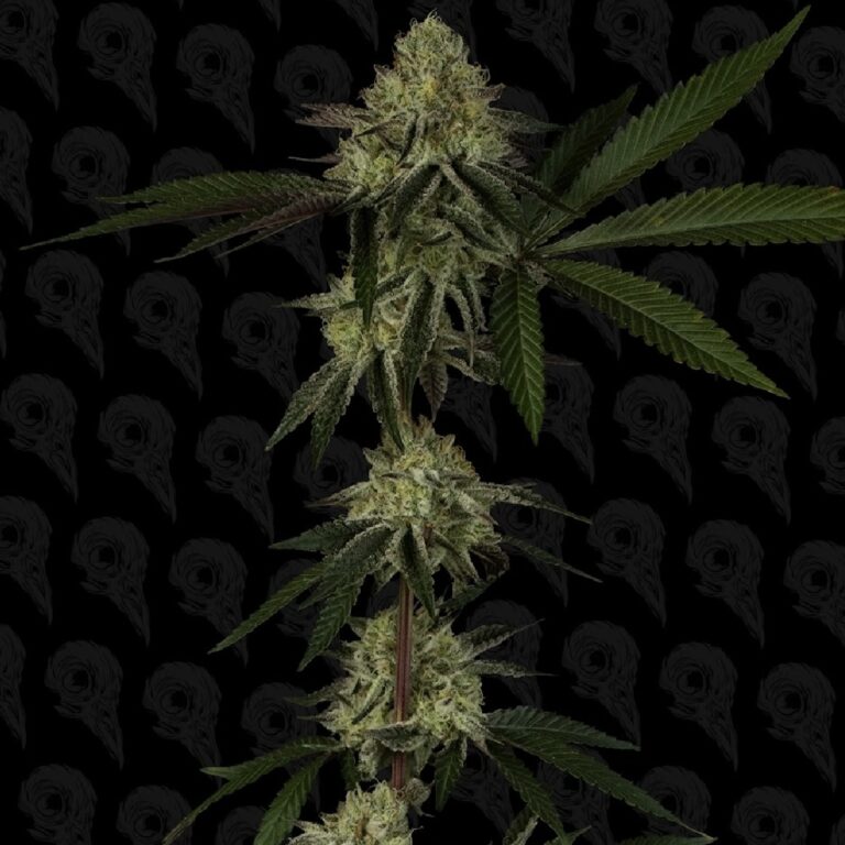 profile-platinum-mimosa