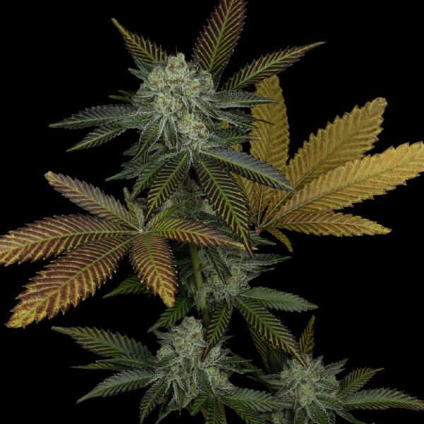 Brainstorm x Mimosa