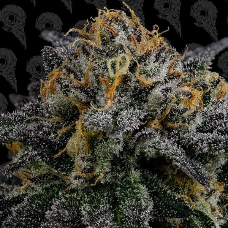 profile-cold-queso