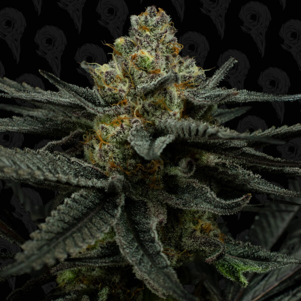 Dirty Mimosa Bx2