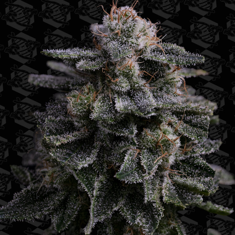 profile-hawaiian-skunch