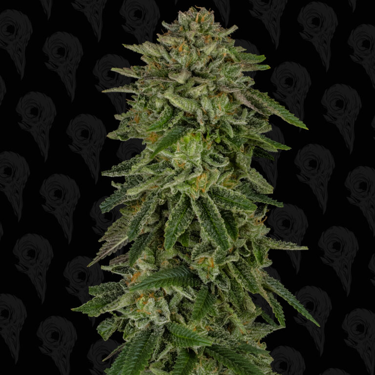 profile-nuclear-forest