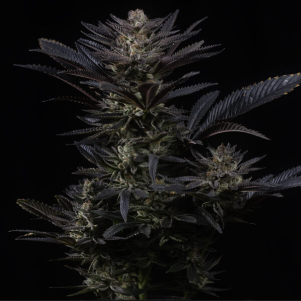 Nuclear Skunk