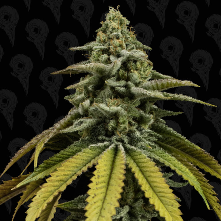 profile-pine-tree-kush-6