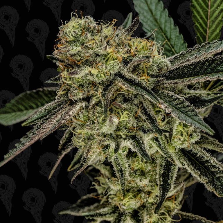 profile-platinum-mimosa