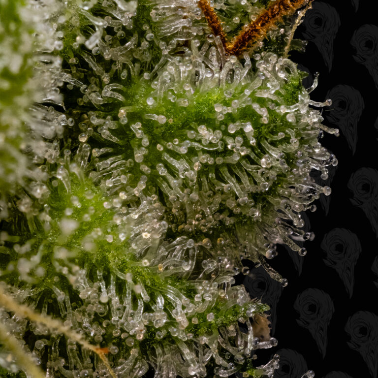 profile-roadside-haze