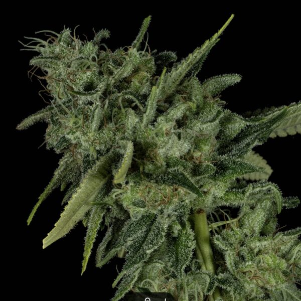 Sour Maui - Image 2