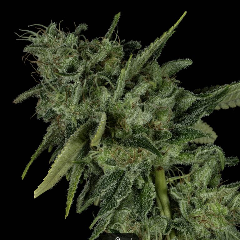 profile-sour-maui